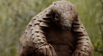 Animal instincts at the Thessaloniki International Documentary Festival